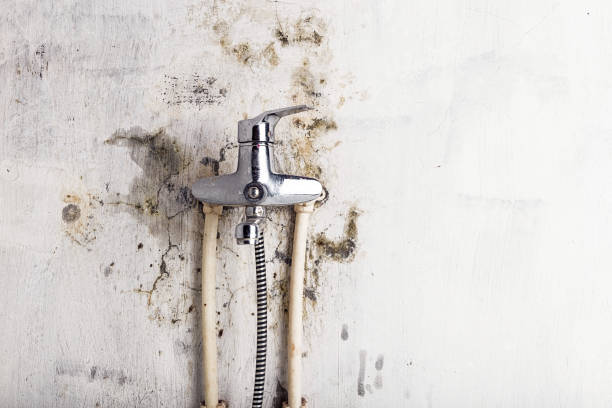 Best Home Mold Removal  in Carlyss, LA