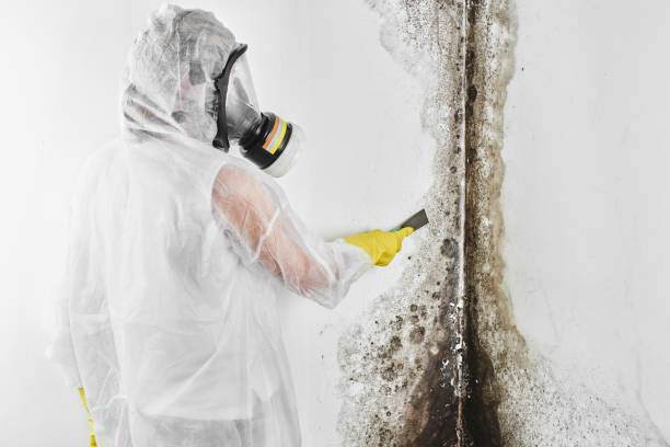 Best Black Mold Removal  in Carlyss, LA