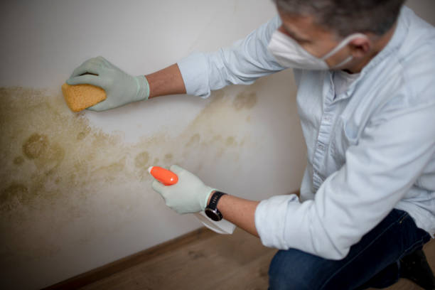 Best Toxic Mold Removal  in Carlyss, LA