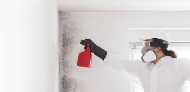 Best Mold Damage Repair  in Carlyss, LA
