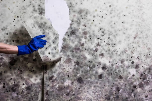 Best Best Mold Removal Companies  in Carlyss, LA