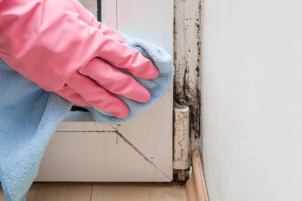 Best Affordable Mold Removal  in Carlyss, LA