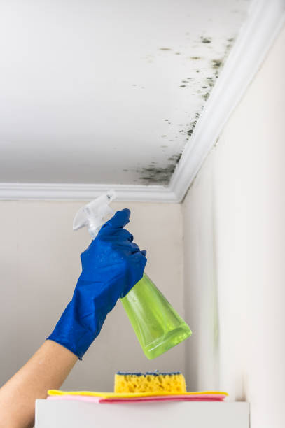 Best Attic Mold Removal  in Carlyss, LA