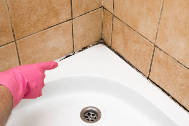 Mold Testing and Removal in Carlyss, LA