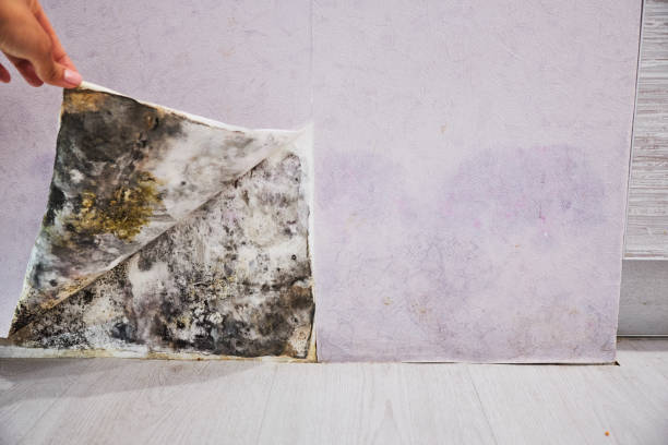 Best Emergency Mold Removal  in Carlyss, LA